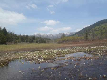 研究見本園