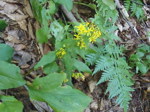 ミヤマアキノキリンソウ