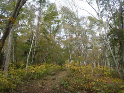 登山道