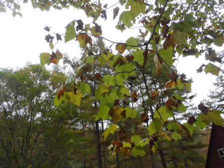 スズカケノキの葉