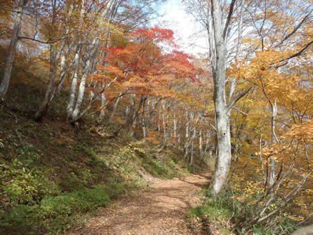 紅葉の、道