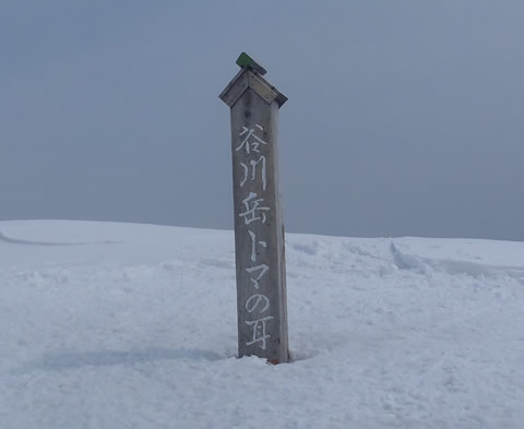 谷川岳トマノミミ