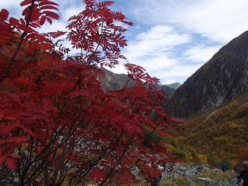 ナナカマドの紅葉