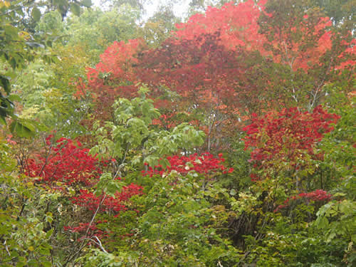 紅葉