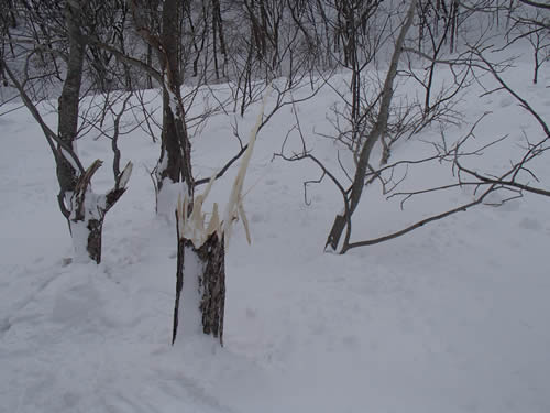 ホウ雪崩発生跡