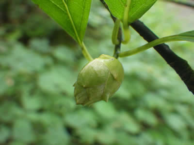 オオバクロモジの冬芽