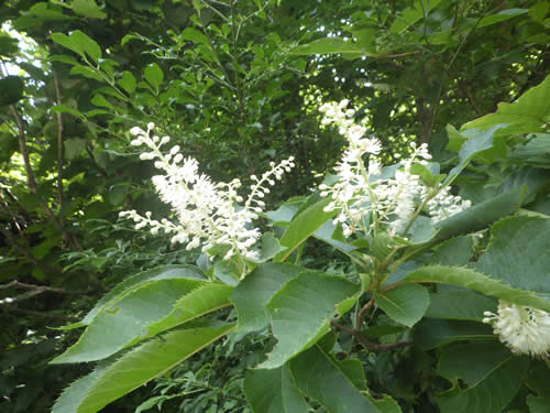 リョウブの花