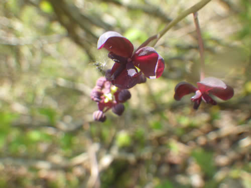 ミツバアケビの花