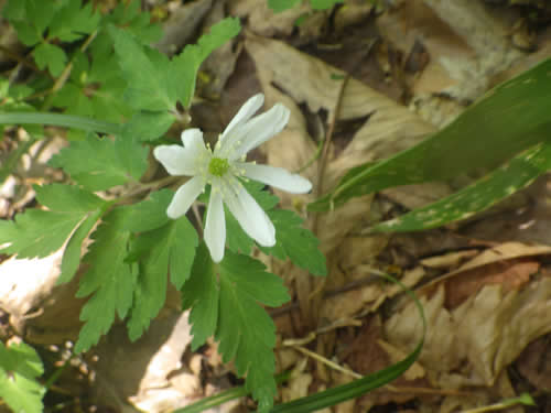 キクザキイチゲの花