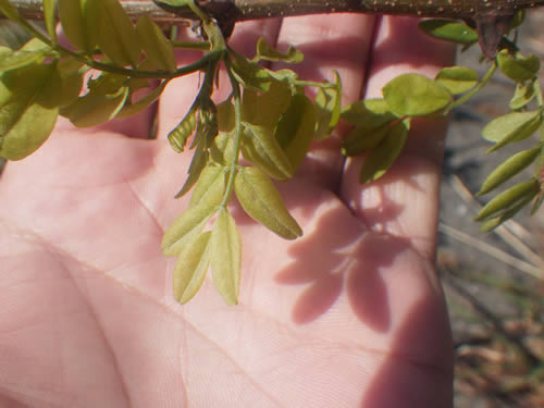 マメ科の植物。