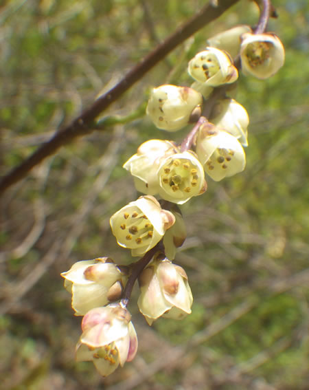 キブシの花