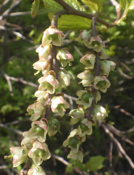 キブシの花2