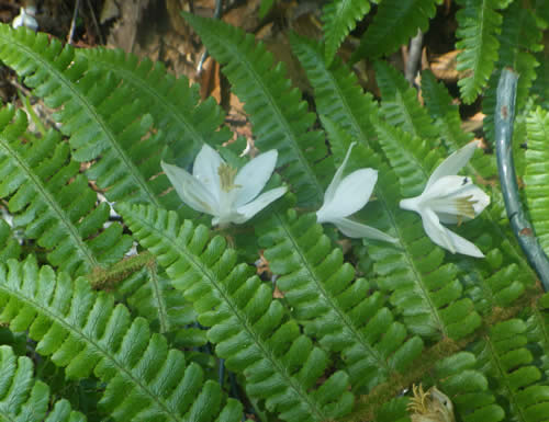 ハクウンボクの花