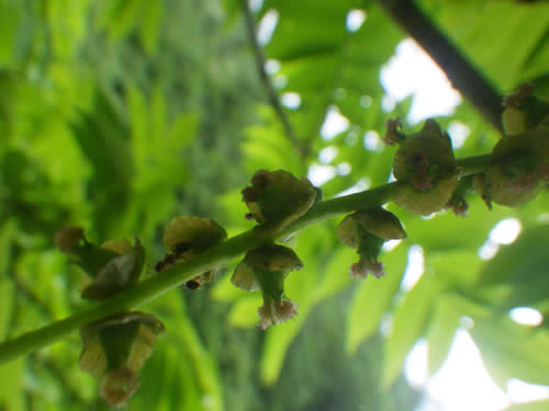 サワグルミの花