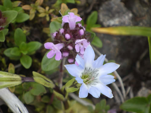 お花のコラボ