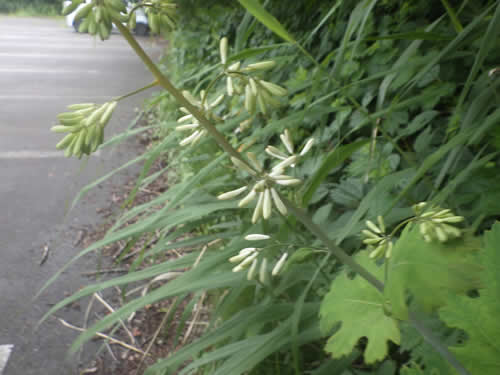 タケニグサの蕾。