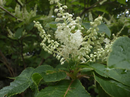 リョウブの花。