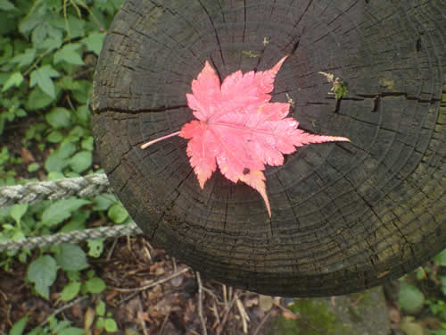 ミネカエデの紅葉