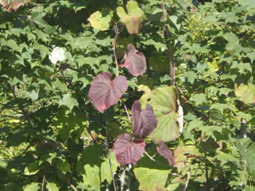 ヤマブドウの紅葉