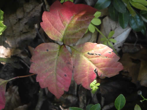 ツタウルシの紅葉