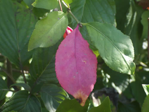 コマユミの紅葉