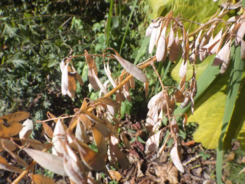 タケニグサの種子