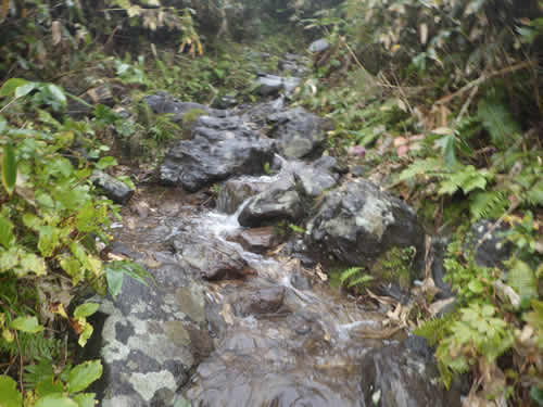 登山道の川