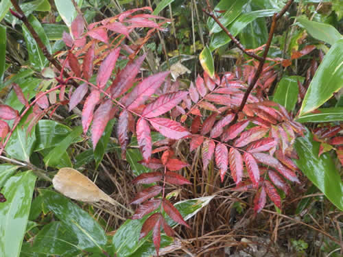 ナナカマドの紅葉