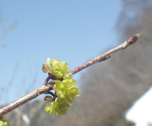 アブラチャン、花柄。