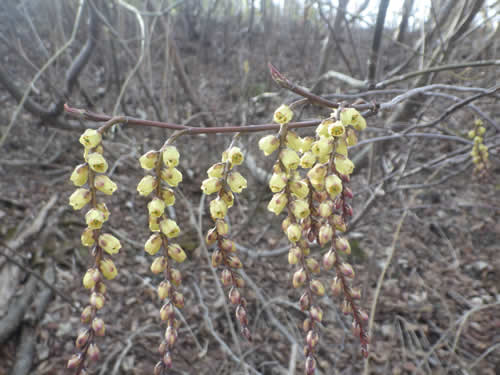 キブシの花。