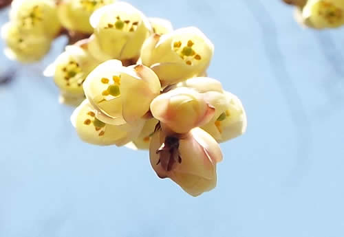 キブシの花と虫