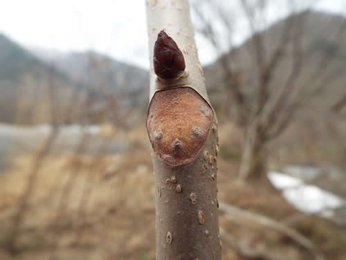 トチの木葉痕