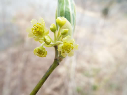 オオバクロモジの花