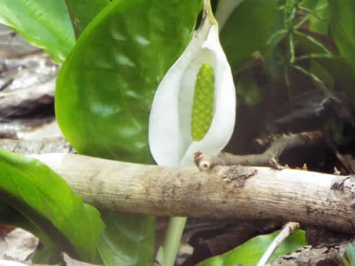 ミズバショウの花。