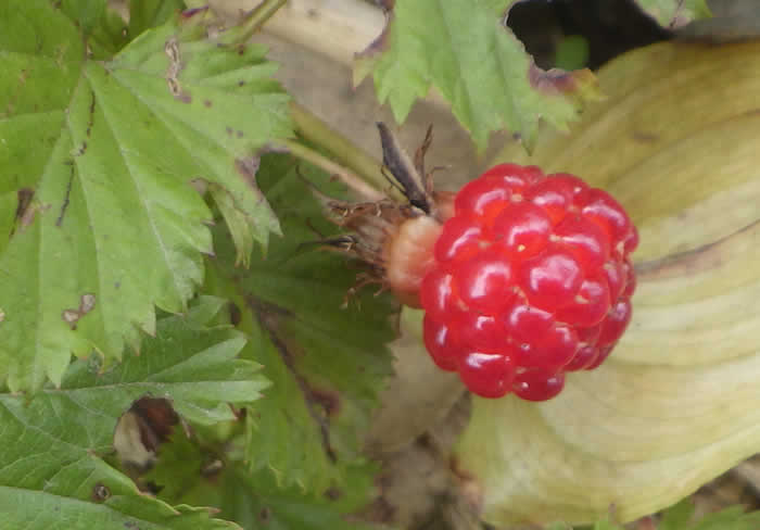 ミヤマニガイチゴ