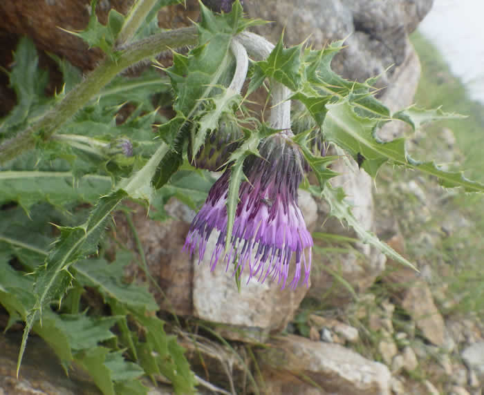 ジョウシュウオニアザミ