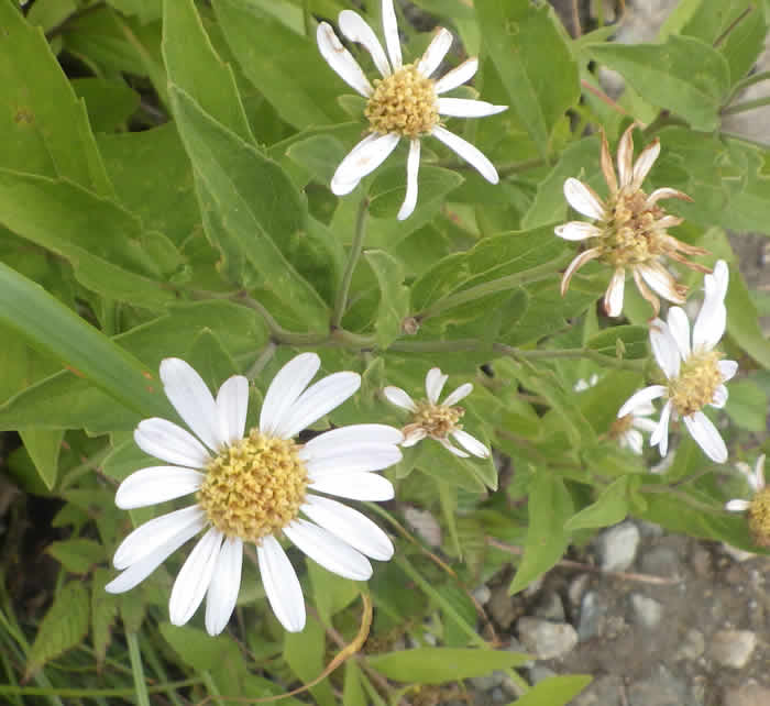 タカネコンギク