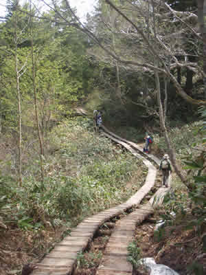 尾瀬沼東岸木道