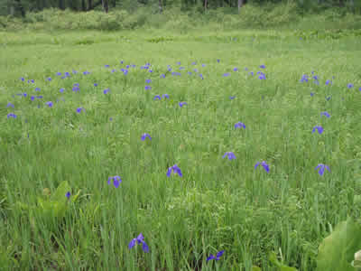 カキツバタ