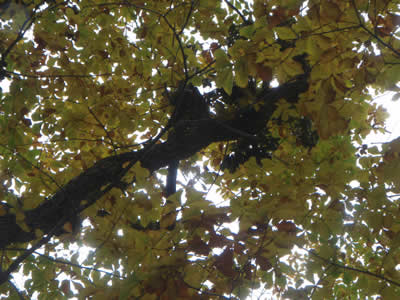 ミズナラの木にクマ棚