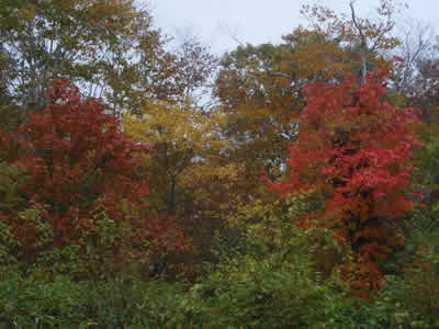 鳩待峠の紅葉。