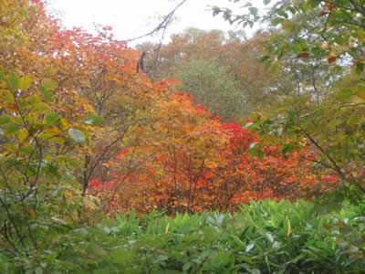 鳩待峠